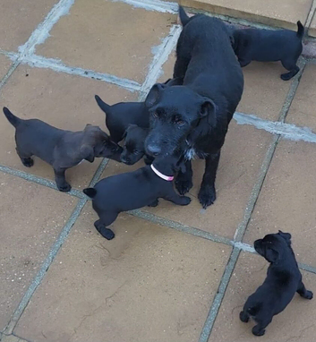 7 chunky patterdal pups
