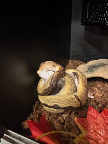 Male ball python