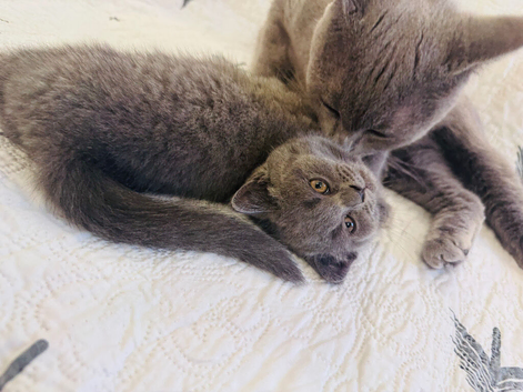 British Shorthair Kitten