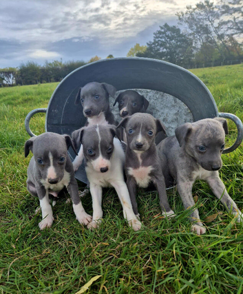 Whippet pups