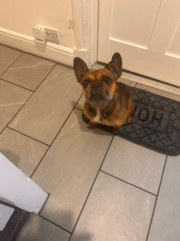 Female French bulldog