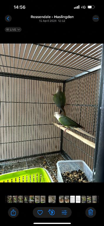 Mix conure ready to breed