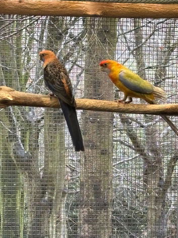 3 Pennant pairs orange/ yellow mutations