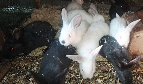 New zealand baby rabbits for sale
