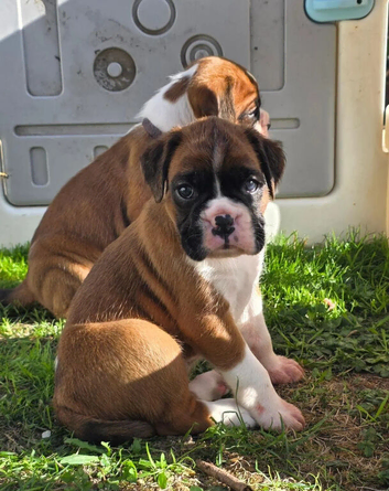Beautiful Boxer Puppies - Lovingly Raised & Family Reared