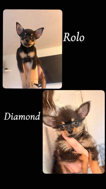 2 11 Week Old Pure Bred Chihuahua Puppies - 1 Boy 1 Girl, long-haired and short-haired