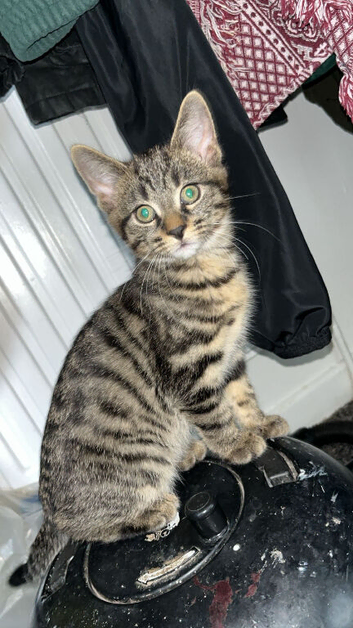 Beautiful Kittens for Sale &ndash; 4 Boys & 1 Girl | Mother Cat Also Available