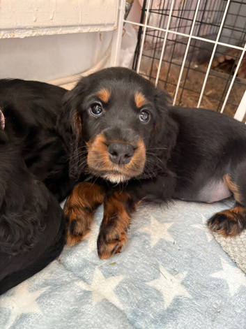 Cockapoo F1B puppies Ready beginning Nov