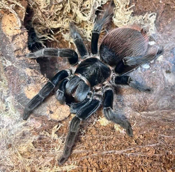 Wow stunning Adult female Tliltocatl Vagans (Mexican red rump)