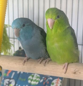 Bonded pair of Parrotlets