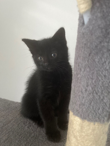 1 black boy