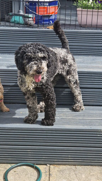 Miniature Poodle Adult female