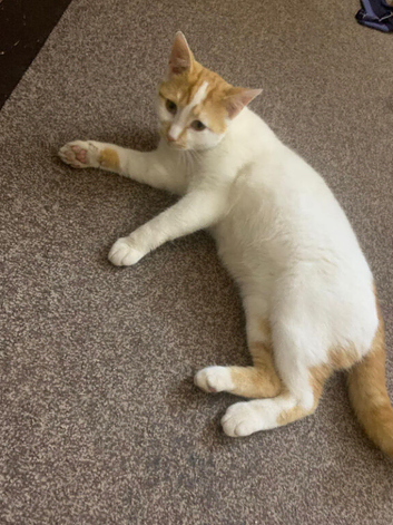 male 3 month old