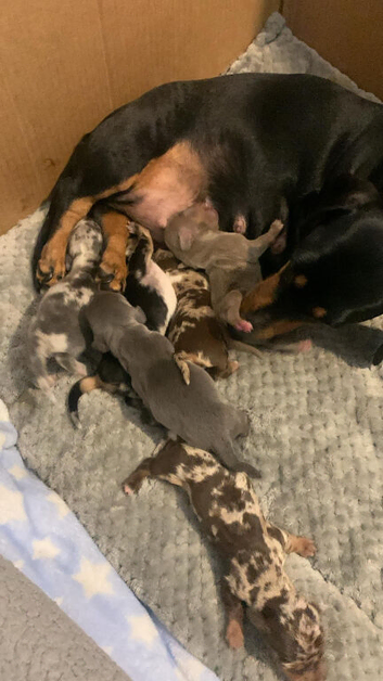 Miniature dachshund