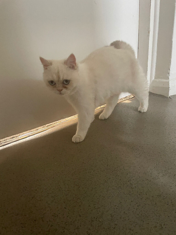 White British Shorthair Female &ndash; Stunning Blue Eyes