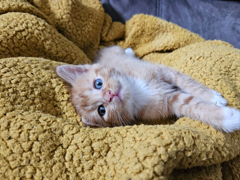 Kittens for sale