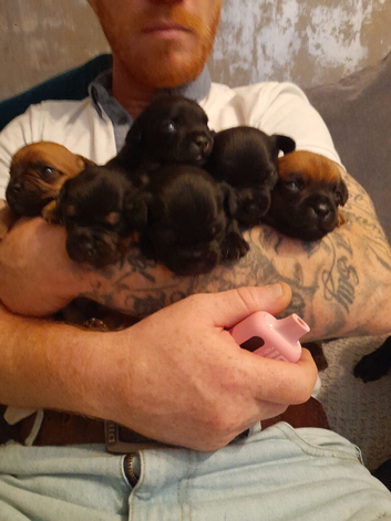 Mixed breed jack & frenchie