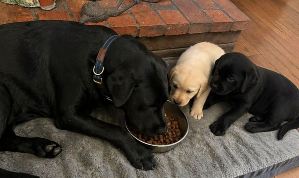 1 adorable lovely labrador