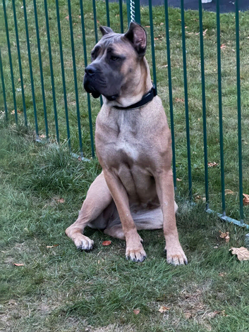 Female Bulgarian cane corso