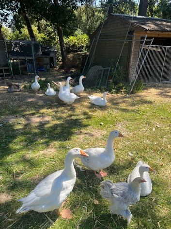 Emdem geese