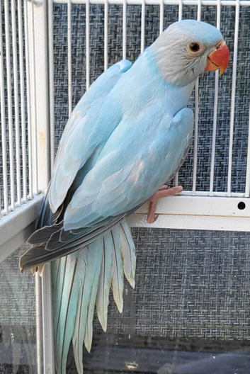 Semi Tame Stunning Rare mutation Violet Blue Opaline Split Cleartail Baby Ringneck