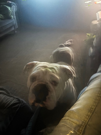 Rocco