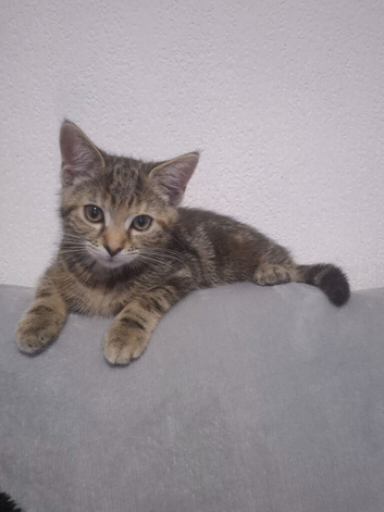 Female kitten