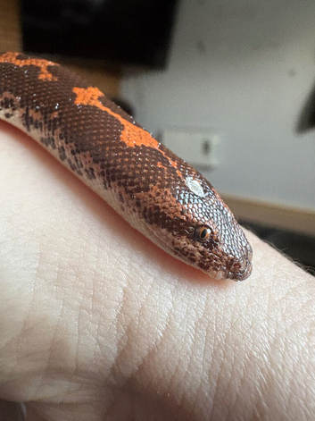 Sand Boa