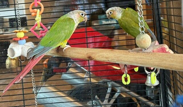 Breeding pair of pineapple conures with cage