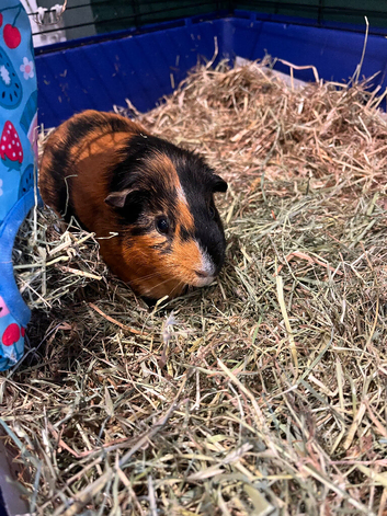 Two loving boy guinea pigs and indoor outdoor cages