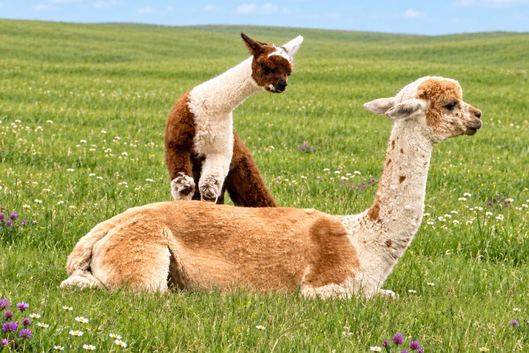 A very special breeding group of 16 alpacas