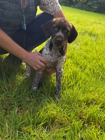 ONLY 1 GIRL LEFTAVAILABLE READY TO GO  GWP X WEIMKY PUPPIES
