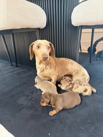 Kc miniature dachshund