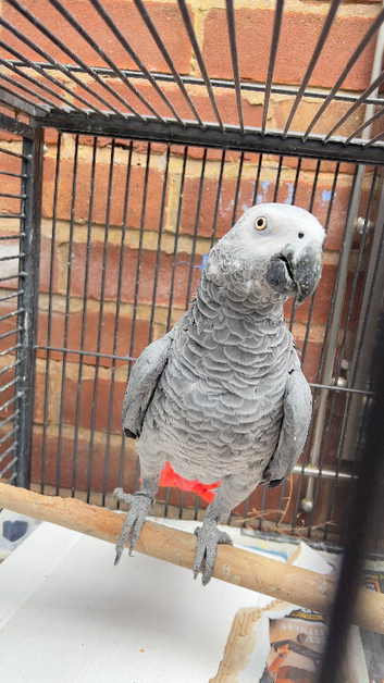 Beautiful African grey Parrot for sale