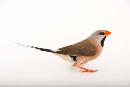 Heck&rsquo;s Grass Finches wanted