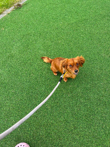 Beautiful girl dog