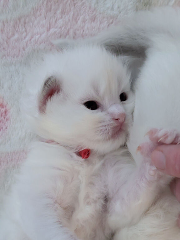 TICA Blue bicolor or mitted Ragdoll kittens