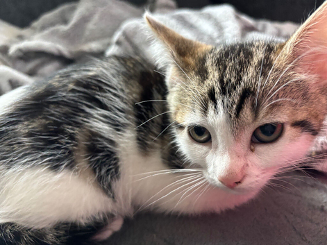 Female kitten