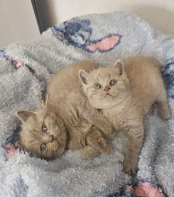 British shorthair kittens