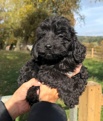 F1 toy cockapoo puppies LAST TWO!