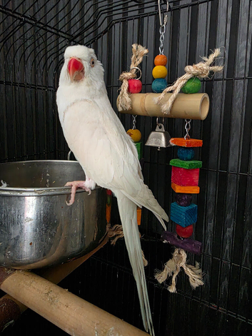Angel the Albino ringneck 3year old hen