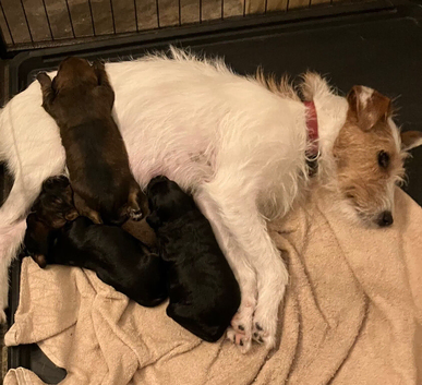 Gorgeous Jackappoo puppies