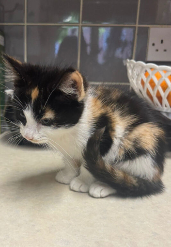 Manx Female Kitten