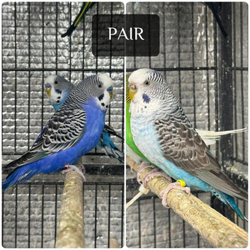 Beautiful mutation of budgies