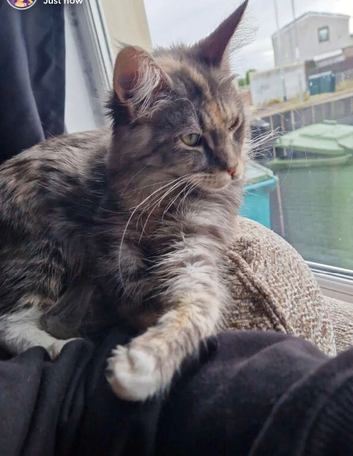 Maine coon