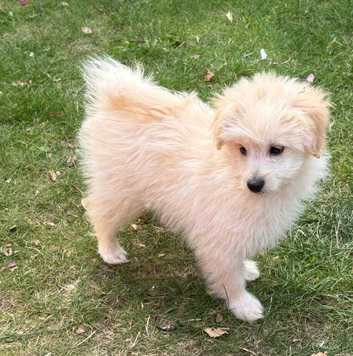 Adorable Pomapoo puppies