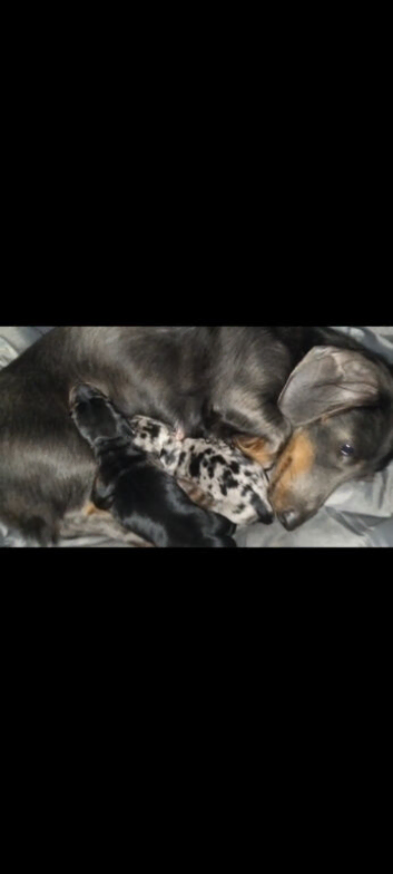 2 miniature dachshund boys