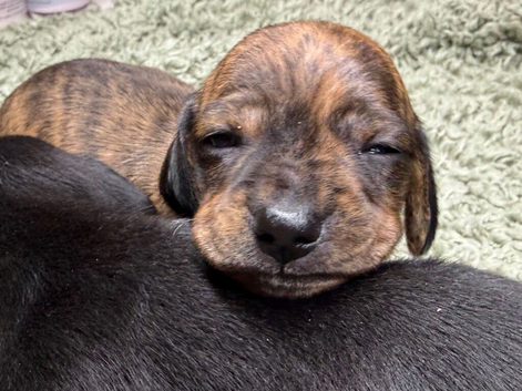 Litter of brindle KC registered pups