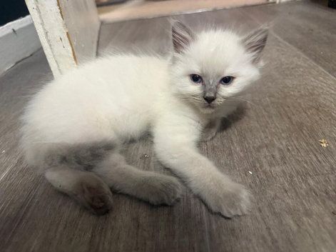 Pure ragdoll kittens available