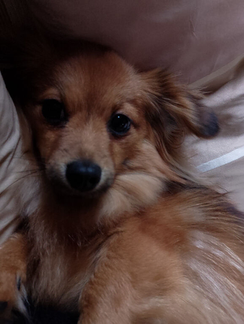 For sale Dixiepom